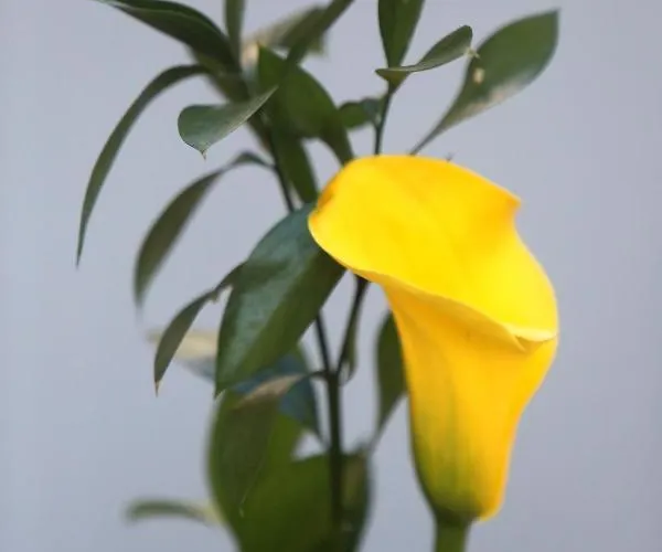 펜션 Vacacional Salnes Sur Con Piscina *